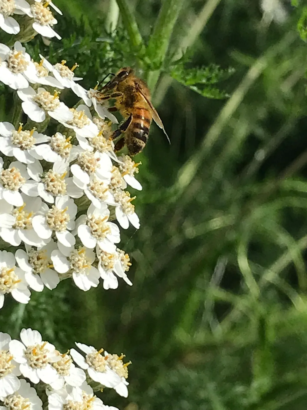 Bee visiting flowers at Red Cabin Farm